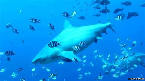 Can Science Stop Sharks Attacking Humans Bbc News