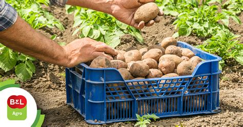 Veja 5 dicas para aumentar a produtividade na plantação de batata