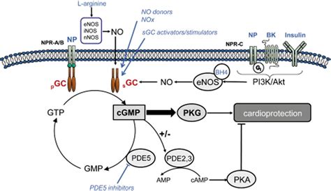 The Cgmppkg Pathway As A Common Mediator Of Cardioprotection