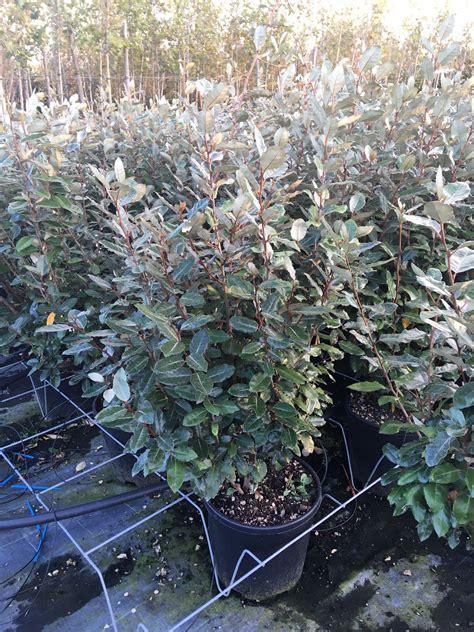 Elaeagnus X Ebbingei Compacta Gorini Piante