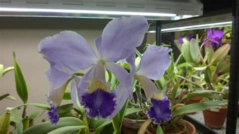 C Labiata Coerulea ‘natural World Amaos X Self Orchids Cattleya