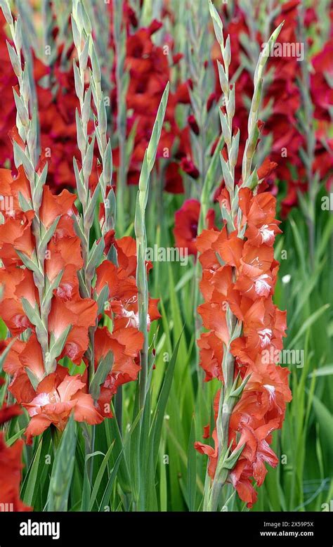 Gladiolus Flower Field Haarlem Netherlands Stock Photo Alamy