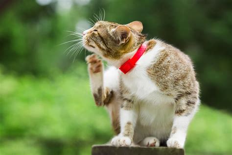 Preventing Fleas on Cats: Methods and Tips | Great Pet Care