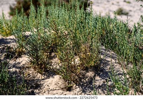 Salicornia Edible Plants Growing Salt Marshes Stock Photo 2272625473 | Shutterstock