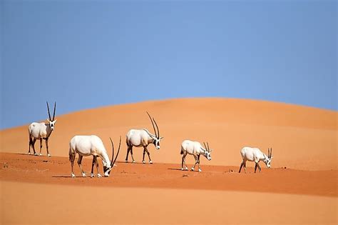 The Arabian Desert - WorldAtlas