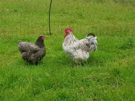 Fertile splash and blue australorp eggs | EggSellent.com.au