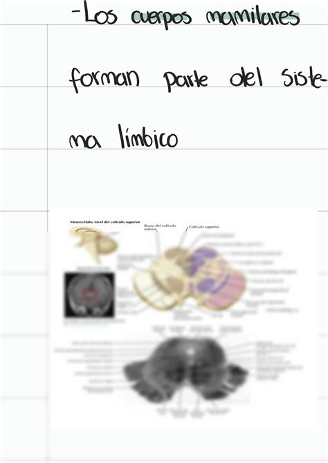 SOLUTION Anatomia Interna Tallo Cerebral Y Cerebelo Studypool