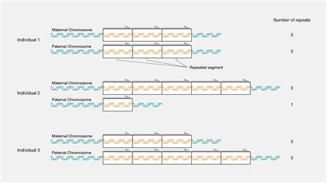 Copy Number Variation CNV