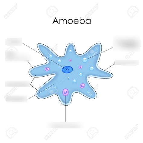 Animal-Like protists (Amoeba diagram) Diagram | Quizlet