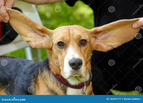 An Owner Holds Up His Beagle Dogs Long, Floppy Ears Stock Image - Image ...