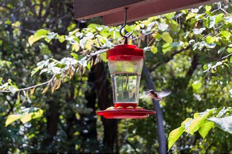 How To Hang A Hummingbird Feeder 10 Tips To Help You Get It Right