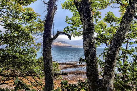 Fotos gratis árbol naturaleza bosque rock desierto rama planta