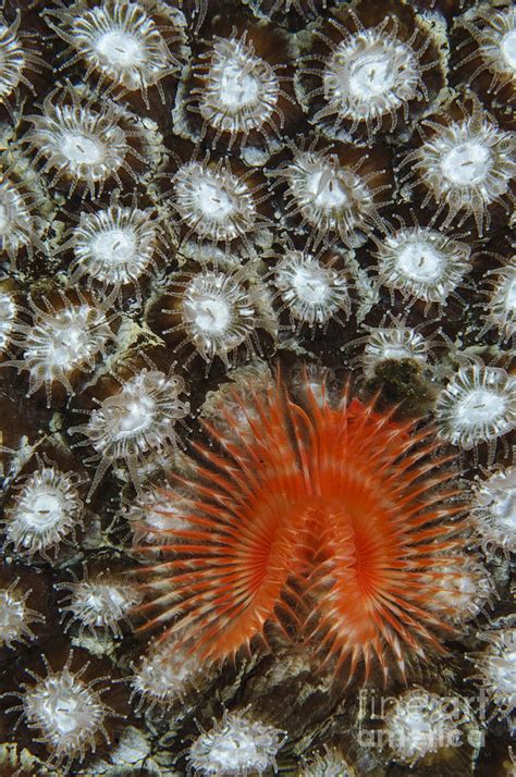 Christmas Tree Worm On Coral Belize Photograph By Todd Winner