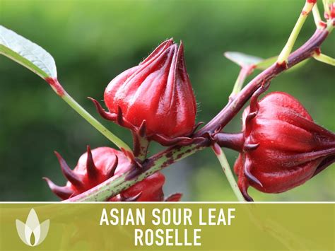 Asian Sour Leaf Roselle Seeds Red Hibiscus Heirloom Seeds Etsy