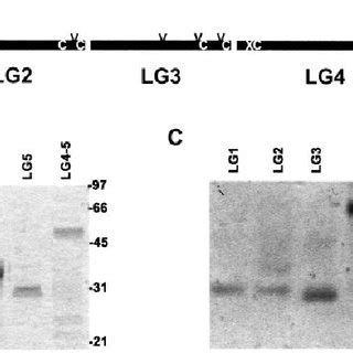 Sequence Borders And Structural Properties Of Recombinant LG Modules Of