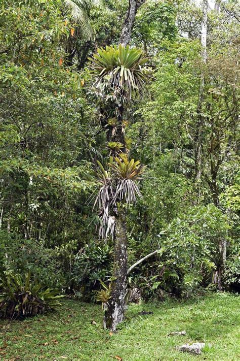 Bromeliads on Tree in Tropical Rainforest, Rio Stock Image - Image of ...