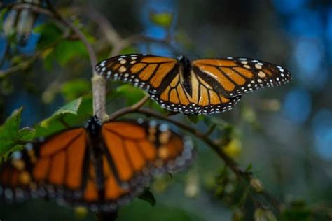 Presencia De La Mariposa Monarca Aument En En Bosques De