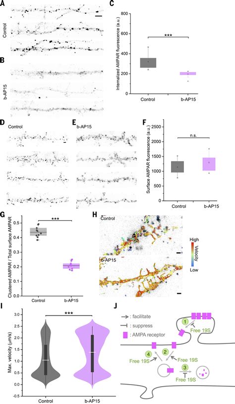 An Abundance Of Free Regulatory S Proteasome Particles Regulates