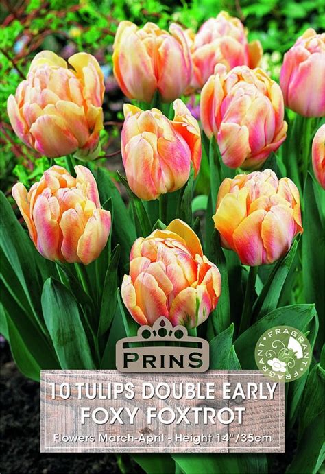 10 Tulips Double Early Foxy Foxtrot Gordon Rigg