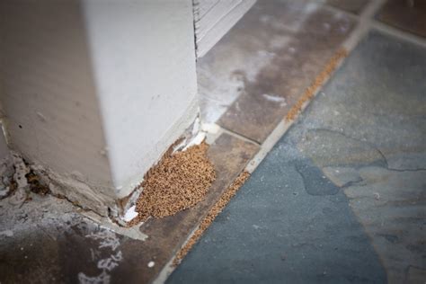 How To Get Rid Of Termites Termite Treatments Signs To Know