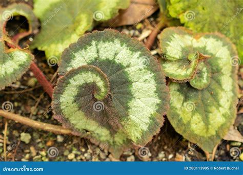 King Begonia Or Begonia Rex Plant In Zurich In Switzerland Stock Image Image Of Seed Park