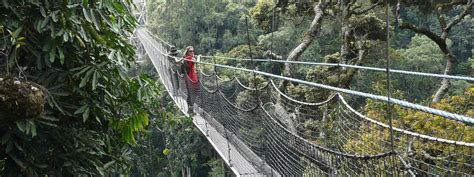 Days Chimpanzee Tour Nyungwe Forest Green Canopy Adventures Ltd