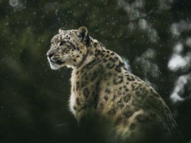 Snow Leopard Facts David Shepherd Wildlife Foundation