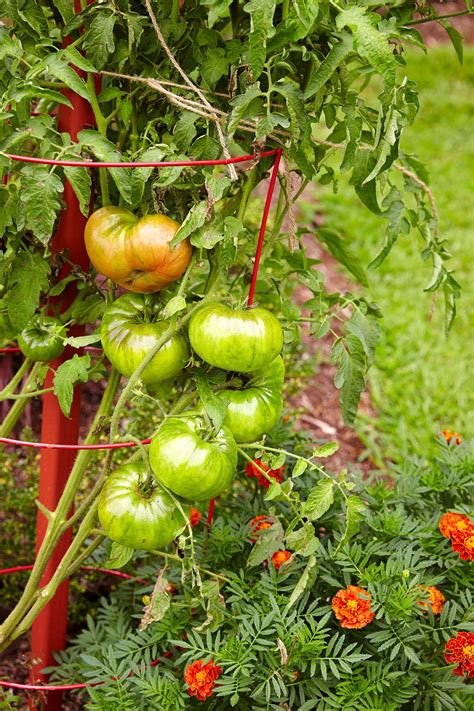 How Far Apart to Plant Tomatoes: 7 Tips to Avoid Overcrowding