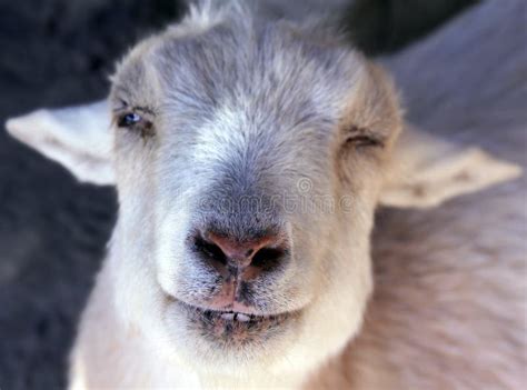 Nigerian Dwarf Goat stock image. Image of smile, happy - 20139381