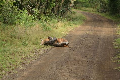 Egyptian Stories: Mpumalanga Kruger National Park