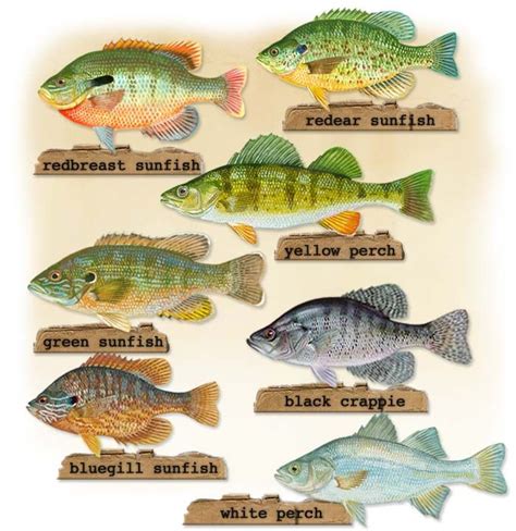 Do You Know Your Panfish Fish Panfish Freshwater Fish