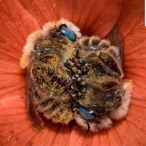 A Couple Of Bees Perfectly Napping In A Flower The Bees Sleep 5 6