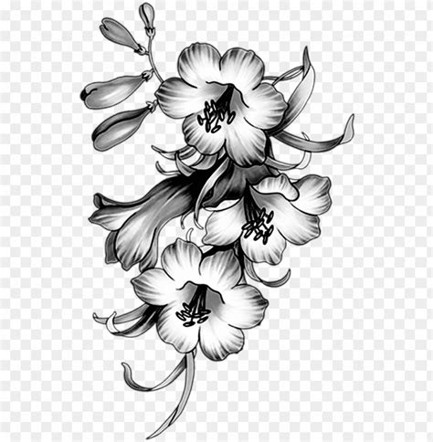 Flower Frame Png Black And White Infoupdate Org