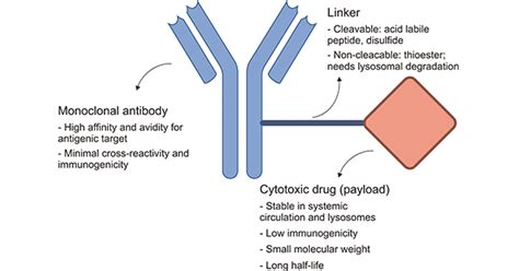 Antibody Drug Conjugate Structure