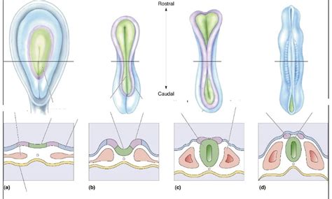 Neurulation Diagram | Quizlet