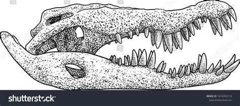 Crocodile Skull Illustration Drawing Engraving Ink 스톡 벡터(로열티 프리) 1614354115 | Shutterstock