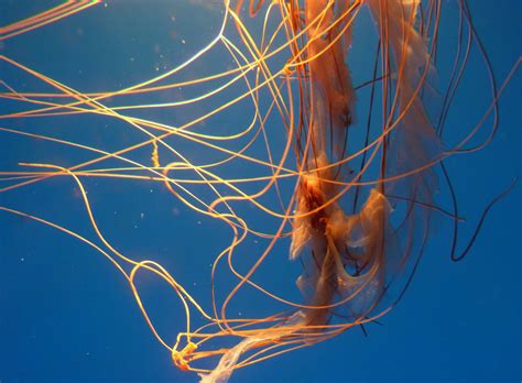 Photographing Jellyfish And Their Underwater Ballet