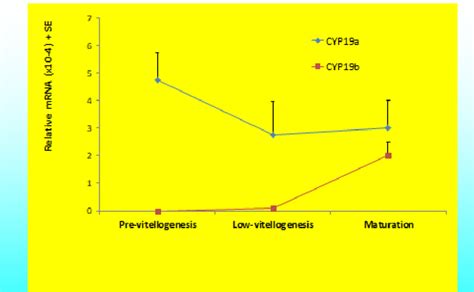 Transcription Of Ovary Aromatase Cyp19a And Brain Aromatase Cyp19b