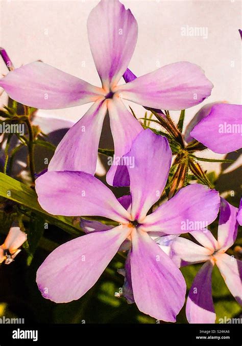 Flower With Five Petals Stock Photos And Flower With Five Petals Stock