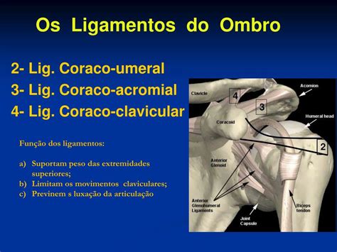 Ppt Biomecânica E Cinesiologia Do Ombro Powerpoint Presentation Free