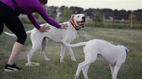 12 Argentine Mastiff Stock Video Footage - 4K and HD Video Clips ...