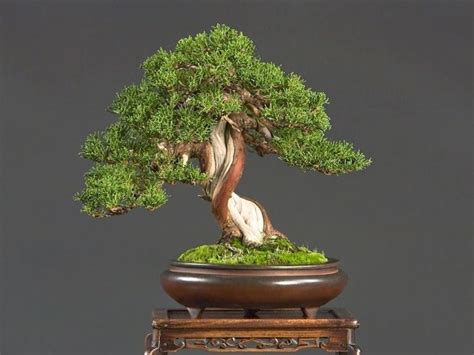 Come Creare Un Bonsai Attrezzi E Vasi Per Bonsai Creazione Di Un Bonsai