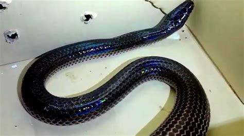 Sunbeam Snake From Thailand So Beautiful Youtube