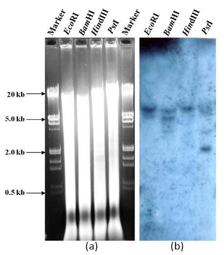 Southern Blot Analysis A Restriction Pattern Of B Juncea Genomic