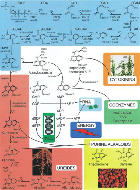 Purine Biosynthesis Pathway