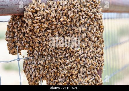 Large swarm of Africanized Bees on a Fence Stock Photo - Alamy