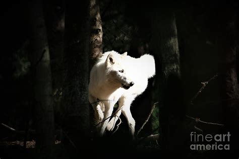 White Wolf In Dark Forest Photograph By Nick Gustafson Fine Art America