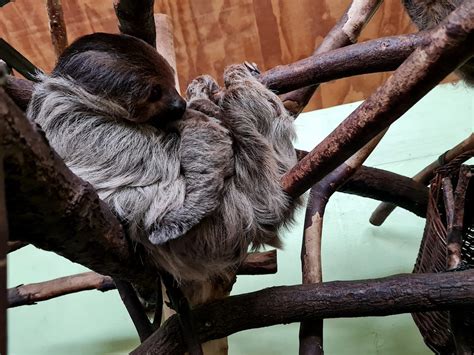 Zu Besuch Im Tierpark Nordhorn Manny Zieht Nach Frankreich Ems