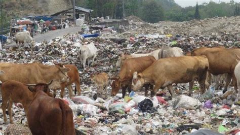 Jelang Idul Adha 2018 3 Ciri Hewan Kurban Pemakan Sampah Waspada