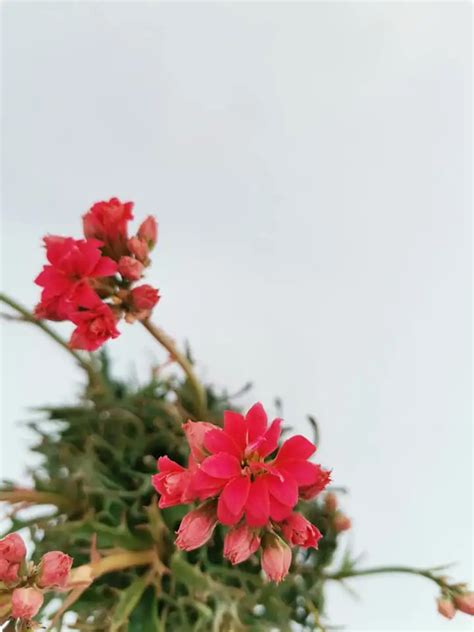 Kalanchoe Katapifa Tarantula Siracactus Succulente Vendita Online